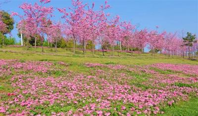 春分：我要带你去看红河最美人间