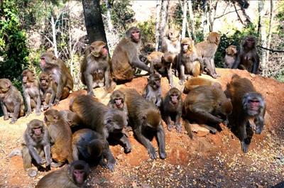 300多只！​“大圣”组团出没楚雄永兴乡