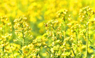 又是一年花开时，走进兰坪的金色花海里
