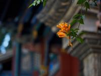 图集 | 昆明赵公祠