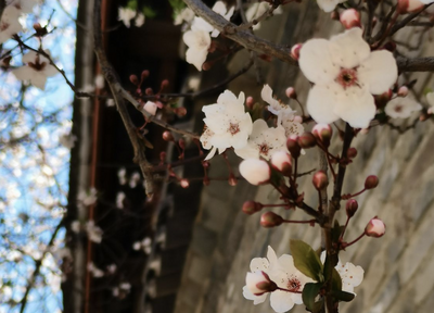 春游丽江｜春风清淡，又见李子花开！