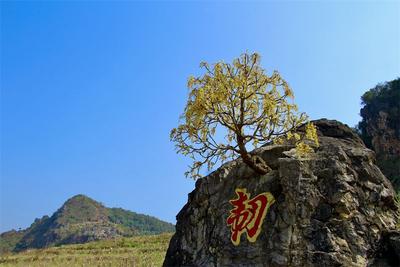 一树岩中生，满树繁花开！墨江百年古树身披“金甲”向阳而开