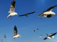 【图集 | 一别又一年 再在昆明看看红嘴鸥吧】