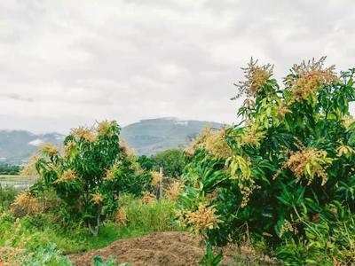玉溪元江：雨后果林 只此青绿