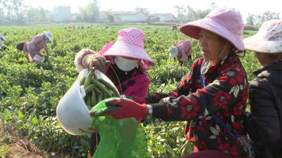 楚雄牟定:大粒蚕豆闯出大市场 搭起就业桥  