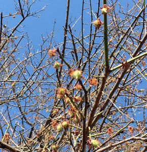 树龄最大500年！祥云发现规模古梅树群