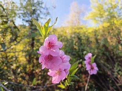 普洱春暖花开季，陌上春耕正当时！