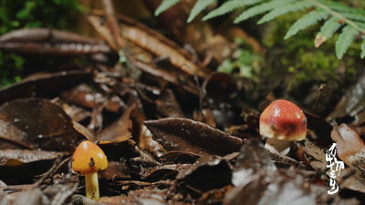 生态人文纪录片《万物之生》今天起央视9套每晚19:30连续播出