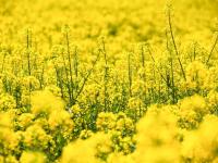 图集 | 乌龙渔村风光正好 油菜花开引人入胜