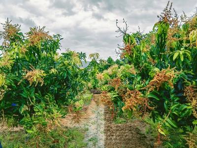玉溪元江：雨后果林 只此青绿