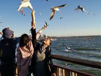 【图集 | 一别又一年 再在昆明看看红嘴鸥吧】