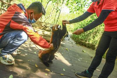 给动物宝宝做体检是种什么体验？普洱国家公园活动现场“超萌”！