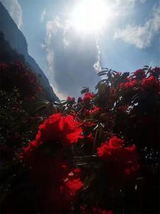 无量山上 马缨花开