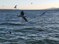 【图集 | 一别又一年 再在昆明看看红嘴鸥吧】