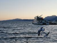 【图集 | 一别又一年 再在昆明看看红嘴鸥吧】