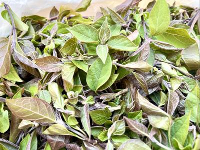 永仁：斑鸠菜煮蚕豆米 春天的乡野滋味