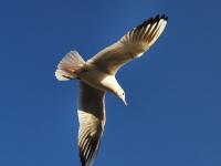 【图集 | 一别又一年 再在昆明看看红嘴鸥吧】