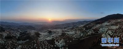 云南个旧加级寨：梨花满坡春满山