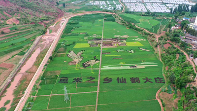 共商发展之计！中国·双柏2022云上虎文化节之“云招双柏”活动即将盛大开启！ 