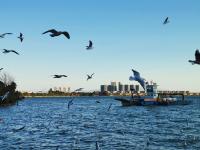 【图集 | 一别又一年 再在昆明看看红嘴鸥吧】