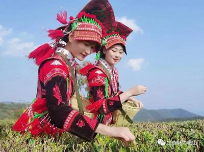 玉溪峨山：踏青寻茶香，每一口都是春天！