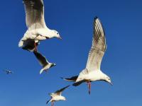 【图集 | 一别又一年 再在昆明看看红嘴鸥吧】