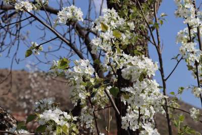 剑川县金华镇桑岭村古梨园梨花竞相绽放 乡村旅游在萌芽