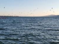 【图集 | 一别又一年 再在昆明看看红嘴鸥吧】