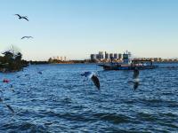 【图集 | 一别又一年 再在昆明看看红嘴鸥吧】