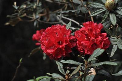 玉溪：春光美如斯 赏花正当时