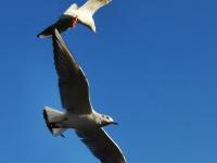 【图集 | 一别又一年 再在昆明看看红嘴鸥吧】