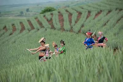 春日美景，千万不要错过元江这一片芦荟花海！