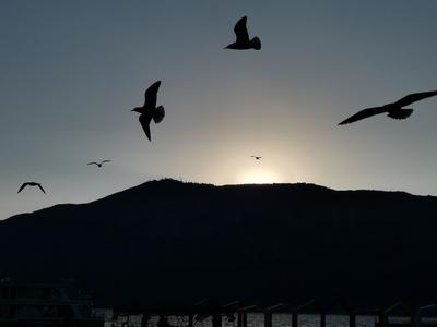 【图集 | 一别又一年 再在昆明看看红嘴鸥吧】