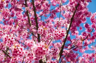 春天的云南，“色彩的盛宴”！