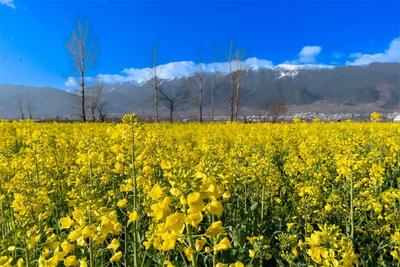 【春日赏花图鉴】大理绝美油菜花海已上线！快来打卡