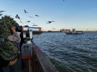 【图集 | 一别又一年 再在昆明看看红嘴鸥吧】