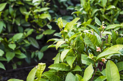 哀牢古国·千年贡茶——探秘中国南华哀牢古茶源系列报道：保护珍稀古茶树资源 推动茶产业健康发展