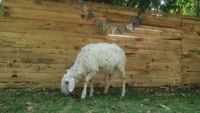 何不来普洱这个农庄，实现拥抱春天的自由！