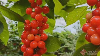 早安云南丨去凤凰升起的地方，采一捧春天的酸甜