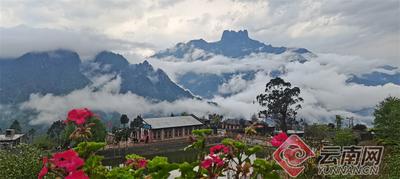 早安云南丨把碧罗雪山海拔2200米的云雾锁入一盏春茶