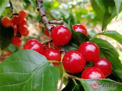 早安云南丨去凤凰升起的地方，采一捧春天的酸甜