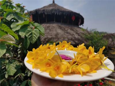 普洱这家科研基地石斛花开如瀑，快将这份烂漫春光尽收眼底！