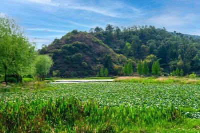 玉溪易门双龙湿地：翠嶂幽境芳草沁