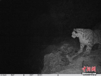 西藏拉萨市境内首次记录到雪豹红外影像