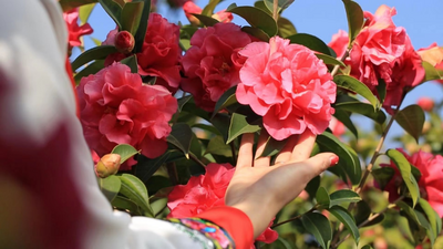 【预告】咱们家乡春天美——云南大理：繁花似锦，美丽生财