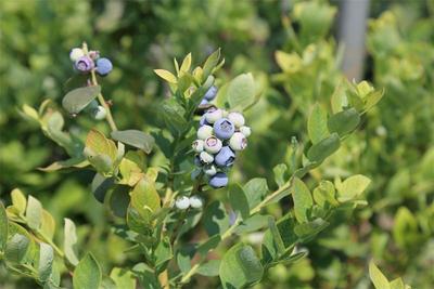 玉溪：蓝莓满枝头，采摘正当时！