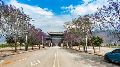 看蓝花楹无需远行 程海的也很美！