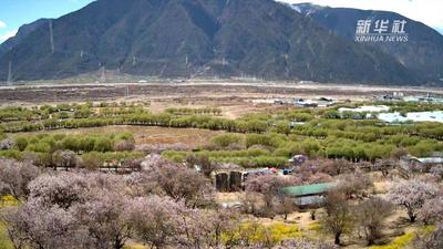 来自西藏林芝的朵朵桃花 请查收