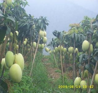 就爱去云南 | 逍遥金沙江百里芒果长廊