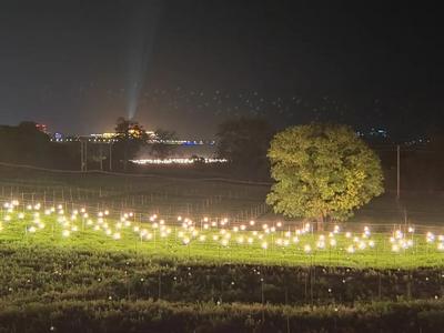 绝美！沉醉在元江的这片“夜光花海”里